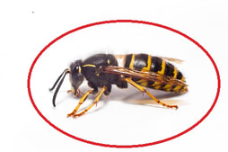 Bes, Wasp, Hornet Extermination and Control services