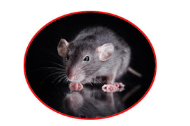Rat extermination services