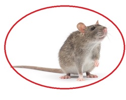 Our mice and rat exterminators in montreal