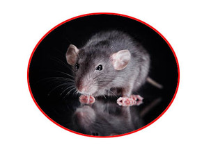 Mouse extermination services