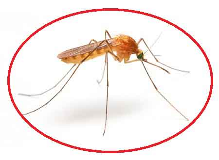 mosquito extermination