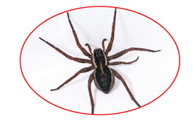 Spider extermination and control services