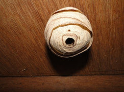 Wasp nest removal services