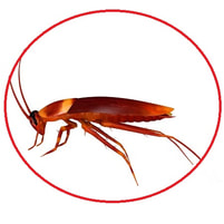 Our coackroach extermination services