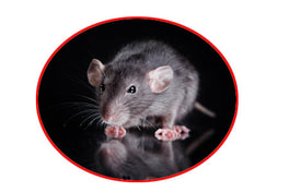 leading mice and rat exterminators