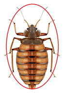 Our bed bugs extermination services