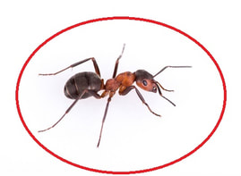 Our Ant extermination services