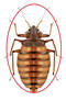 bed bugs extermination service in montreal | exterminator bed bugs