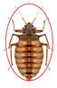 bed bugs extermination service in montreal | exterminator bed bugs