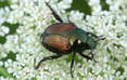 Beetles Extermination and Pest Control services