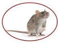 mice and rat exterminators