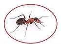 ant exterminator services