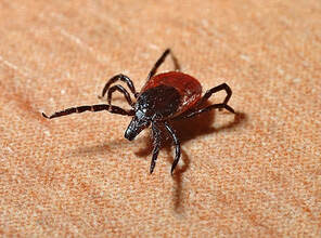 Mites Extermination and Pest Control services