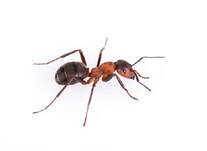 best exterminators of termites