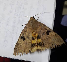 Moths Extermination and Pest Control services